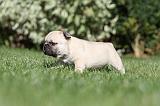 BOULEDOGUE FRANCAIS 613